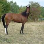 P1040900 Previse d'Ortige