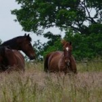 chevaux à Equilandes