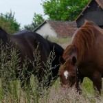chevaux dans le cher
